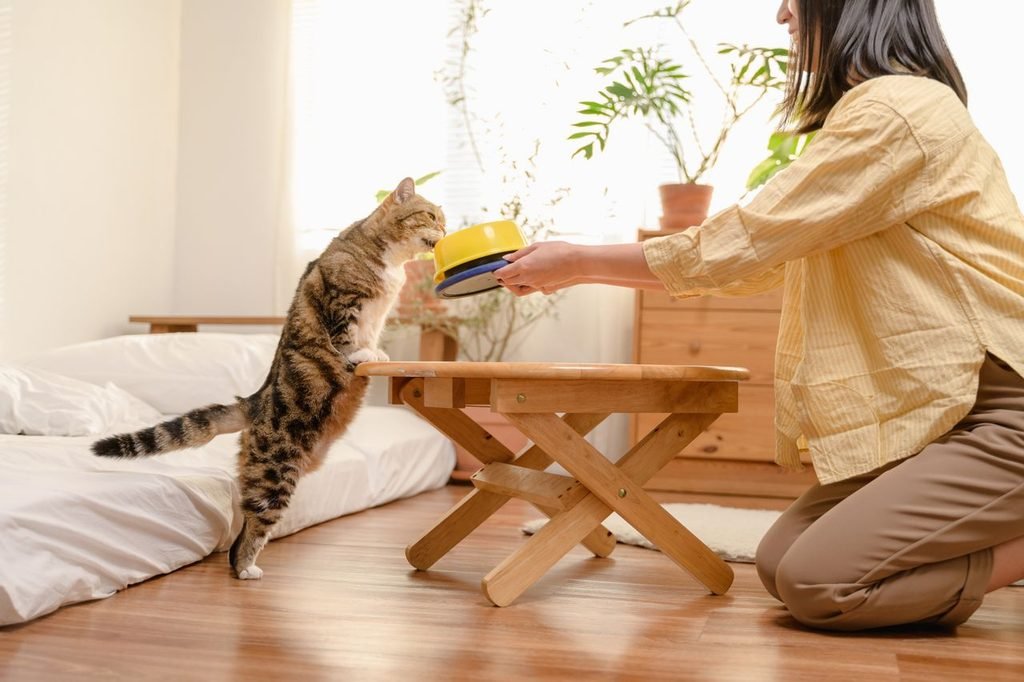 Ração para gato castrado: o que muda na alimentação? 1 Ração para gato castrado